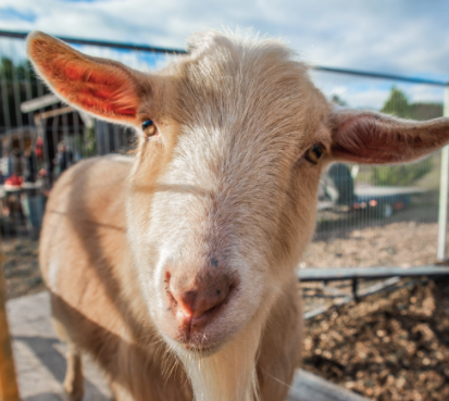 Holiday Family Fun Farm - $5 Weekday 50% off Individual Pass